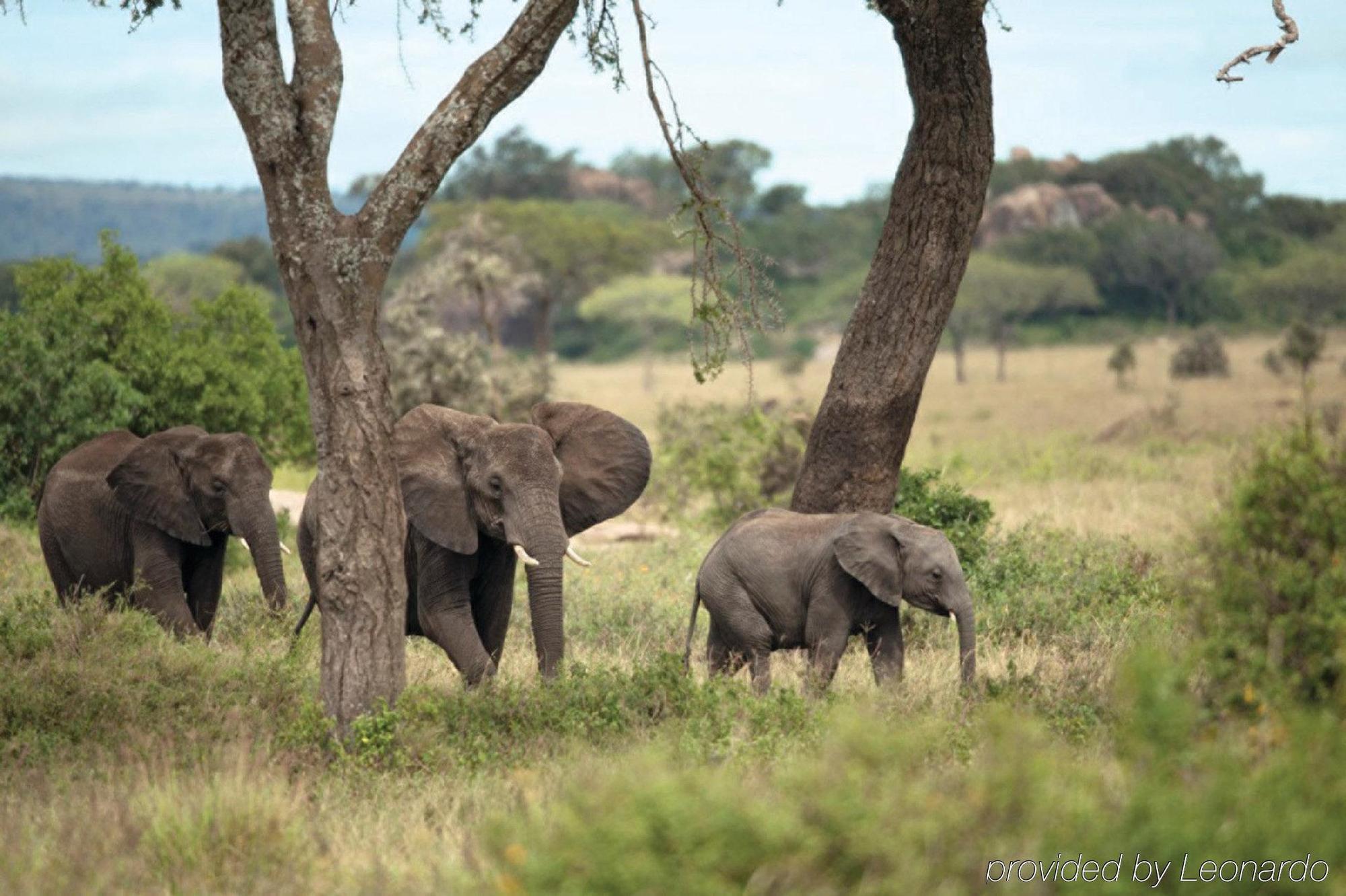 Four Seasons Safari Lodge Serengeti Banagi Esterno foto
