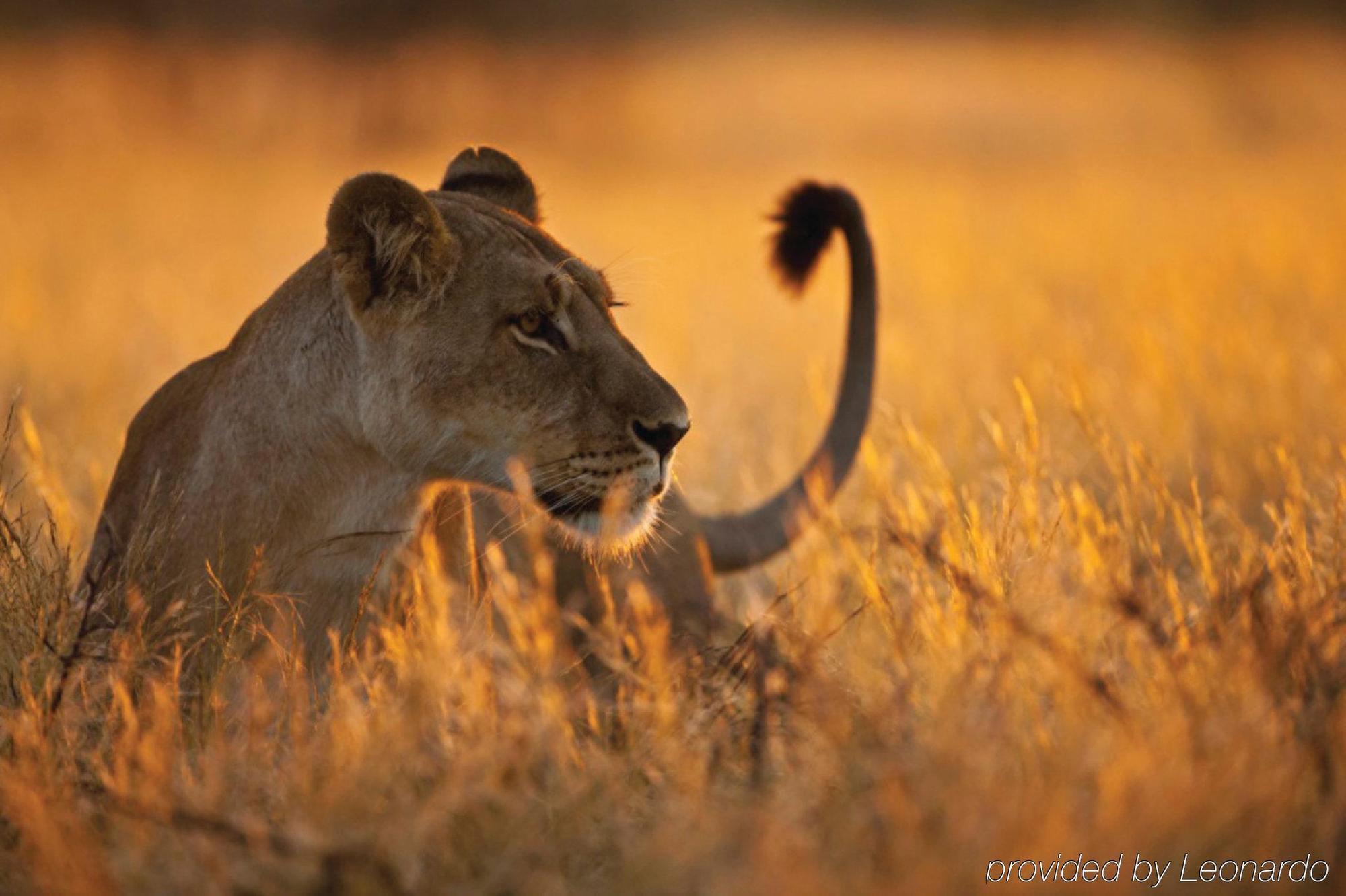 Four Seasons Safari Lodge Serengeti Banagi Esterno foto